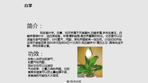 室内适合放置的植物PPT课件