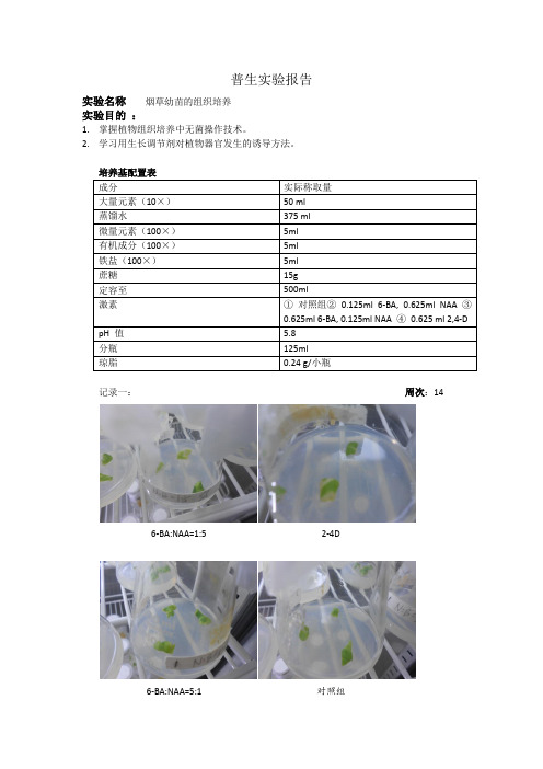 普生实验报告烟草幼苗培养