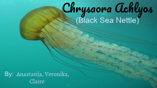 英文PPT海洋生物-black sea nettle