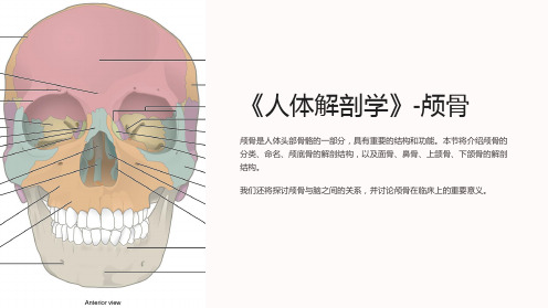 《人体解剖学》-颅骨