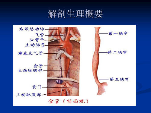 食管癌课件【PPT课件】