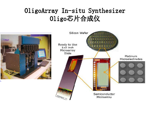 OligoArray技术培训