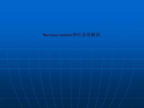 Nervous system神经系统解剖