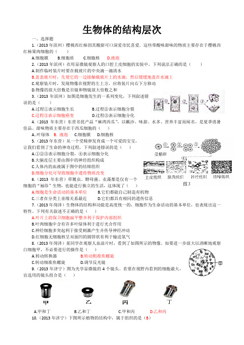 2013年山东省中考生物试题汇编生物体的结构层次