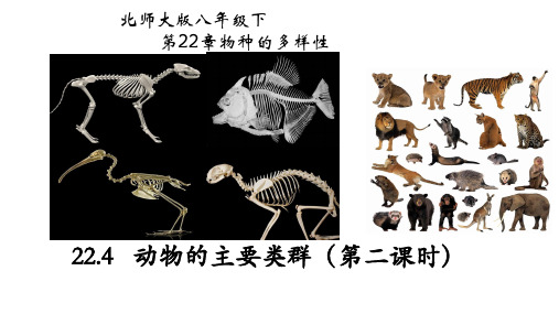 22.4动物的主要类群(第二课时)-八年级生物下册教学课件(北师大版)