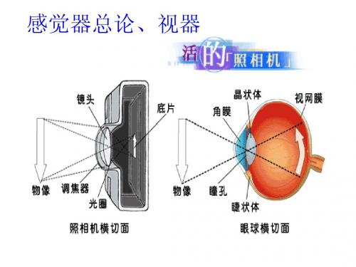 正常人体学1：视器(60分钟)