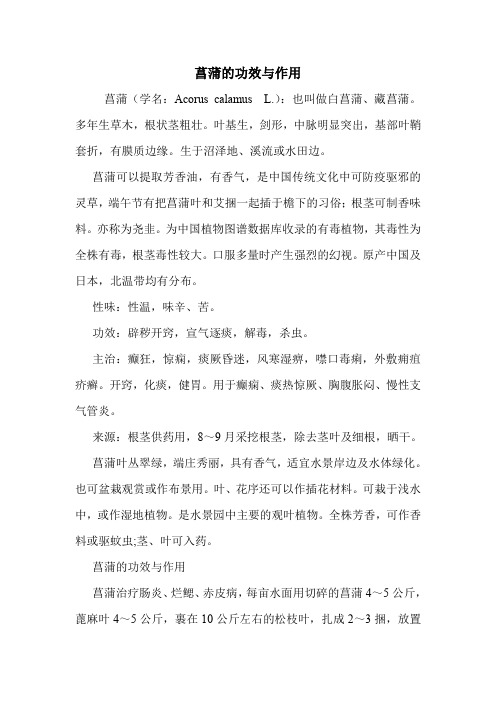菖蒲的功效与作用_1