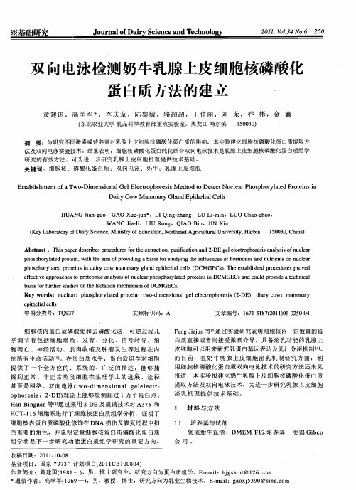 双向电泳检测奶牛乳腺上皮细胞核磷酸化蛋白质方法的建立