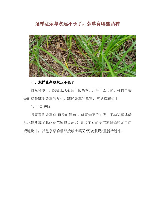 怎样让杂草永远不长了,杂草有哪些品种