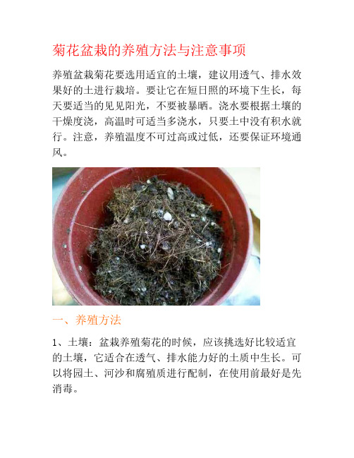 菊花盆栽的养殖方法与注意事项