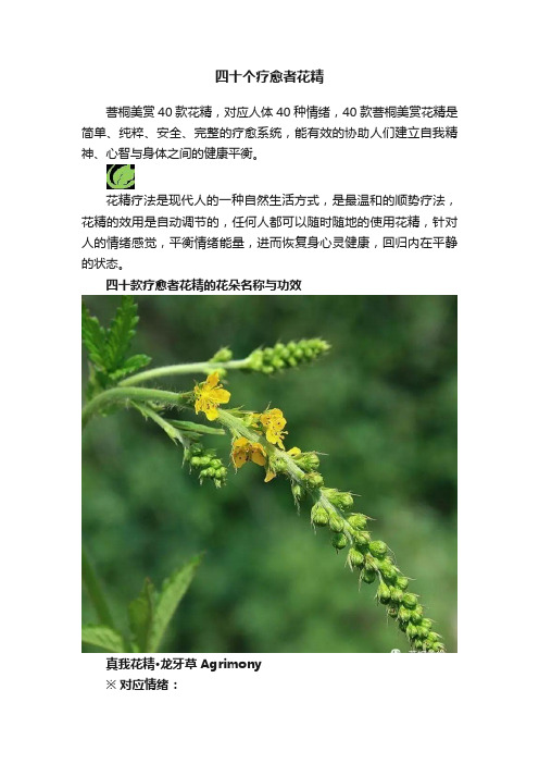 四十个疗愈者花精