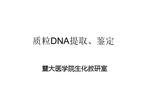 质粒DNA提取、鉴定