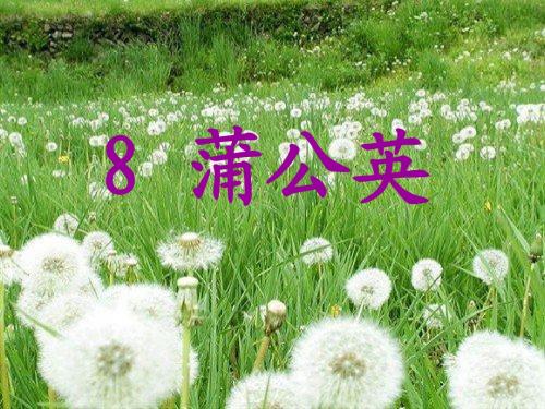 苏教版三年级上册《蒲公英》课件