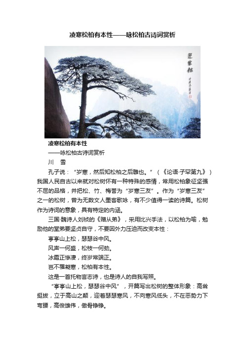 凌寒松柏有本性——咏松柏古诗词赏析