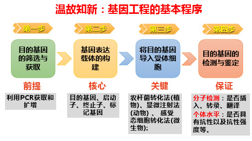 实验PCR扩增和琼脂糖凝胶电泳课件高二下学期生物人教版选择性必修3