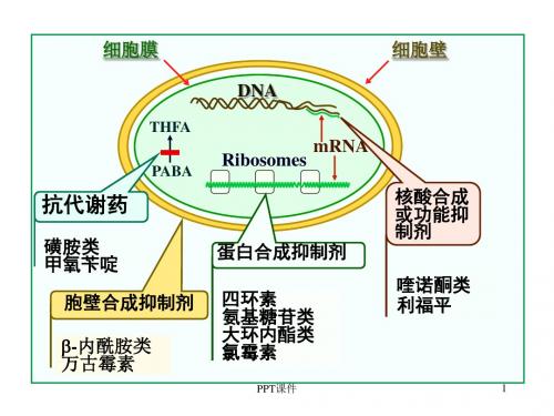 药理学--抗生素  ppt课件