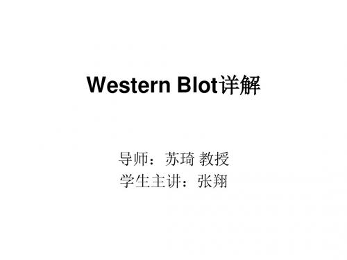 Western Blot详解