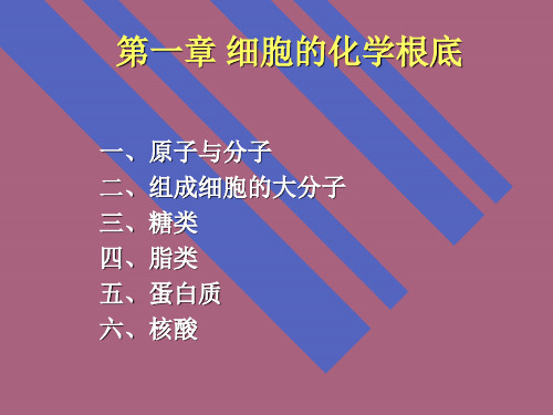 细胞的化学基础ppt课件