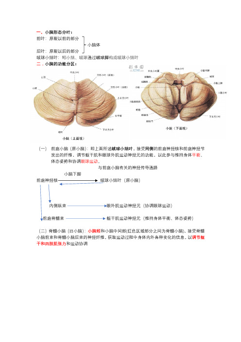 小脑的相关分区和功能