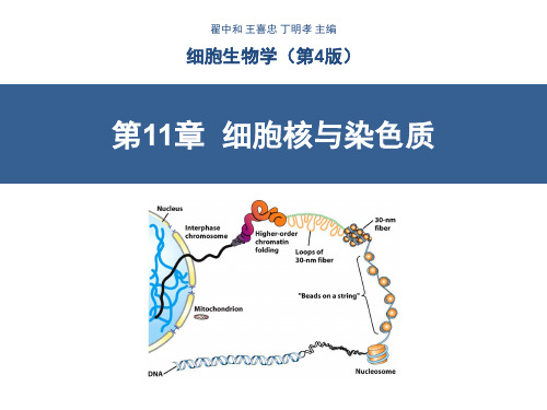 第11章-细胞核与染色质(翟中和第四版)