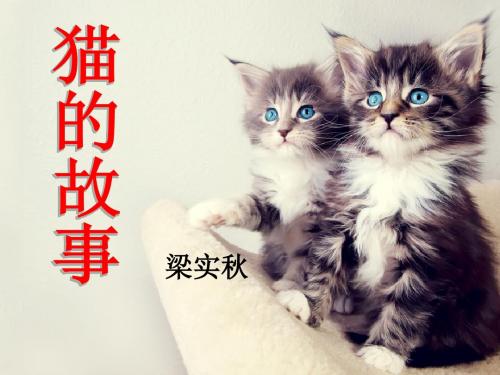 《猫的故事》PPT课件2 (共11张PPT)