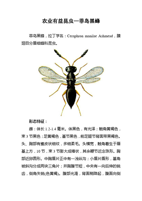农业有益昆虫—菲岛黑蜂