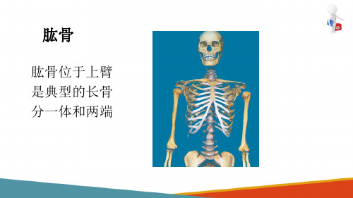 运动系统影像解剖—上肢骨及其连结(医学影像解剖学课件)