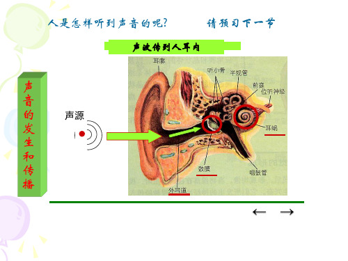 耳的结构与听觉的形成(第一课时)