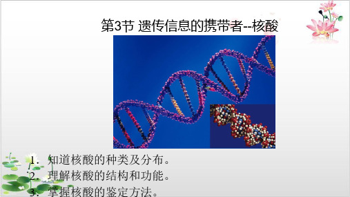 高一生物人教版必修一第二章核酸-ppt精品课件