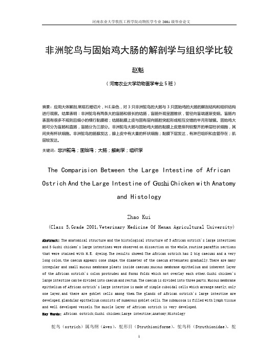 非洲鸵鸟与固始鸡大肠的解剖学与组织学比较