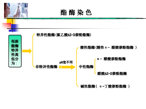 血液学检验2.2.3 酯酶染色(SE、NSE)