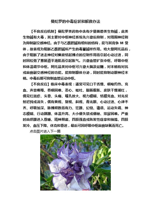 曼陀罗的中毒症状和解救办法