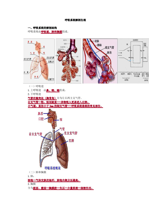 内科护理学-呼吸系统解剖生理考点汇总