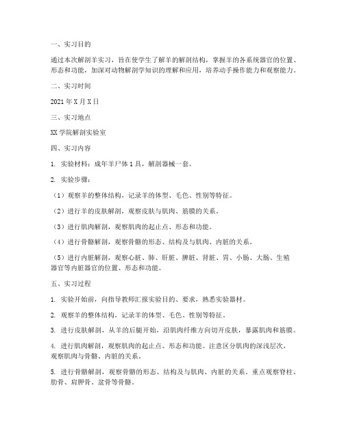 解刨羊的实习报告