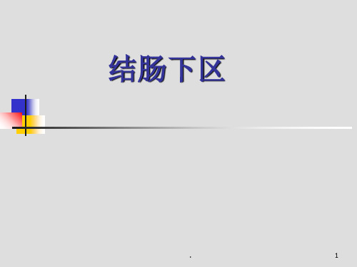 结肠下区解剖