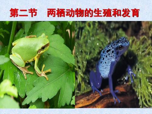 2013新人教版八年级生物下册_第三节_两栖动物的生殖和发育