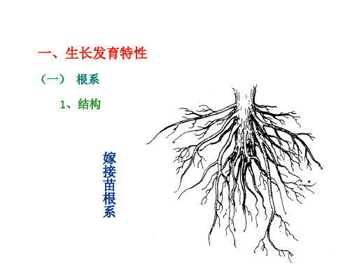 芒果生物学特性