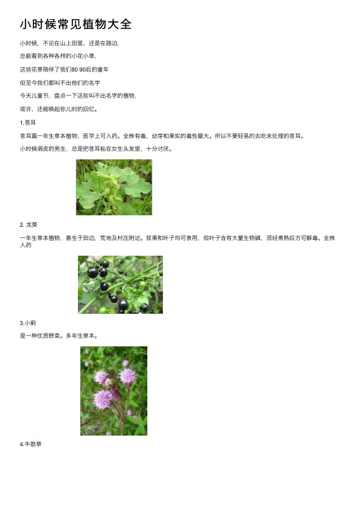 小时候常见植物大全