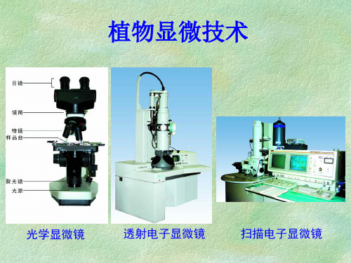 植物显微技术