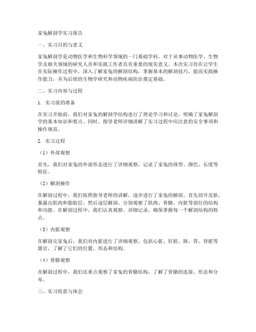 家兔解剖学的实习报告