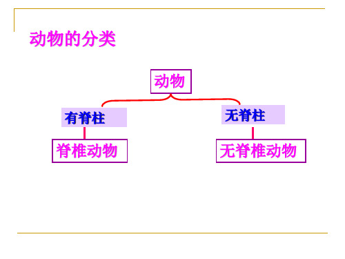 2.2.1无脊椎动物的主要类群课件-济南版生物七年级上册