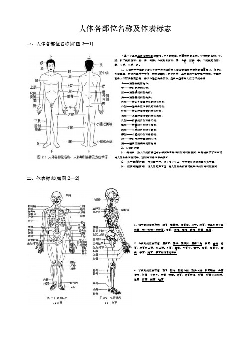 人体各部位名称与体表标志