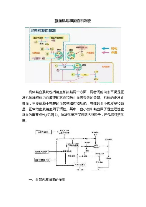 凝血机理和凝血机制图