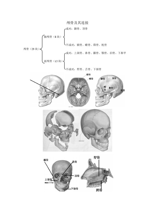 颅骨及其连接