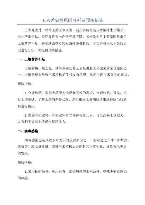 玉米秃尖的原因分析及预防措施