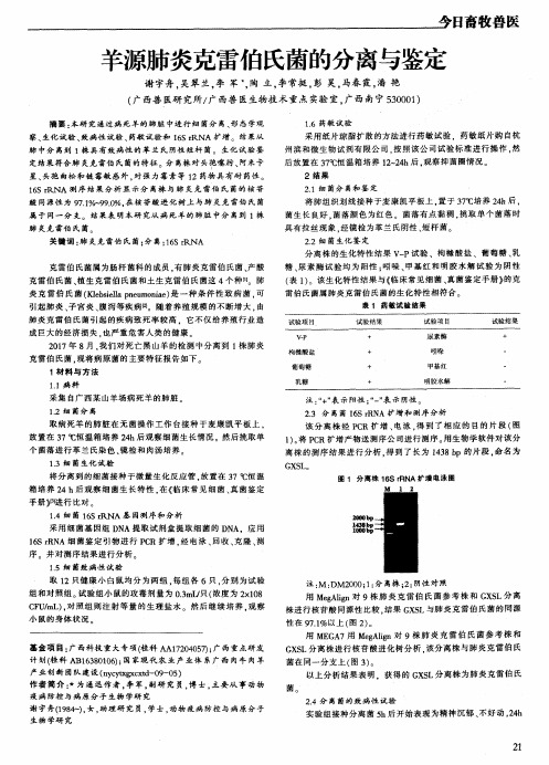 羊源肺炎克雷伯氏菌的分离与鉴定