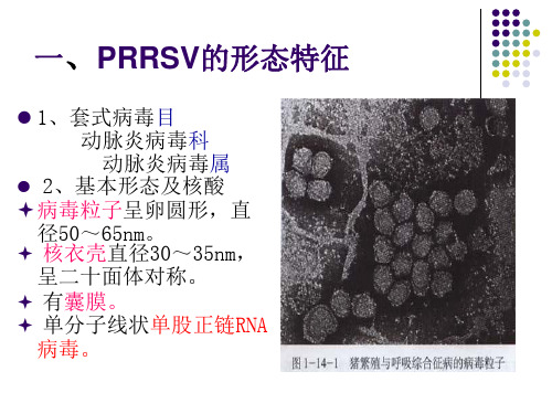 猪繁殖与呼吸综合征病毒-