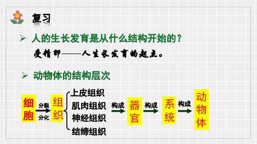 人教版七上.3植物体的结构层次 课件