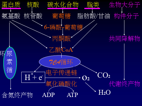 蛋白质的降解和氨基酸的降解转化(课堂PPT)