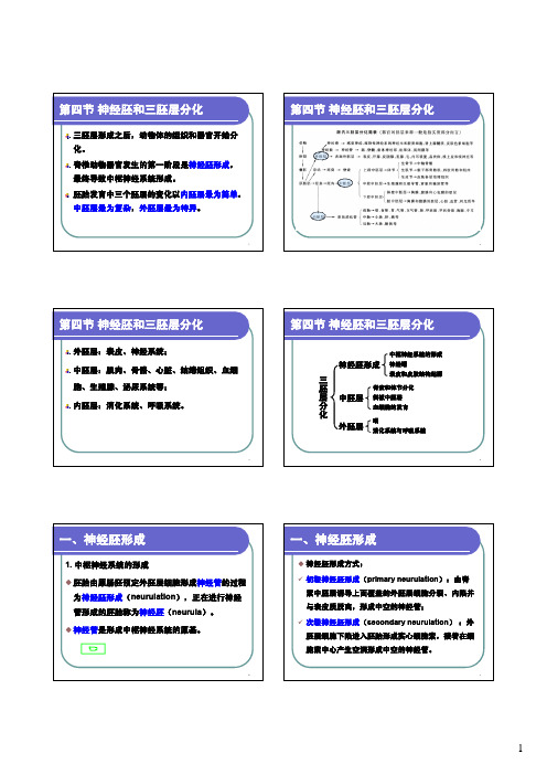 03-4第三章 动物胚胎的早期发育4——神经胚和三胚层分化